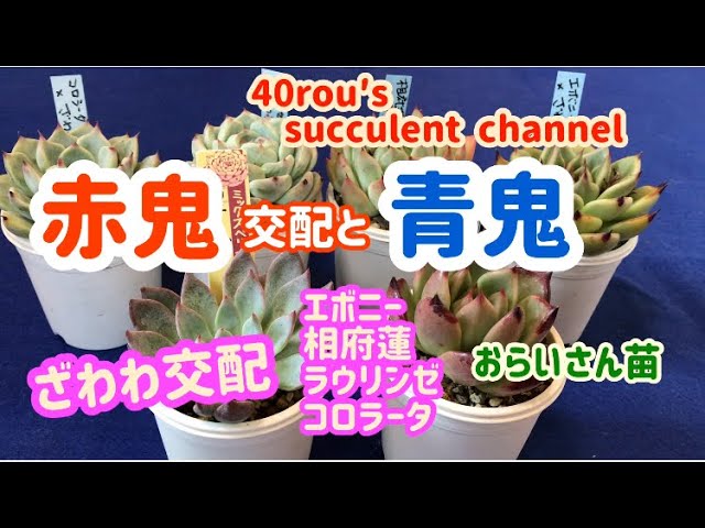 Succulents] 👹 Red Demon, Blue Demon and Zawawa - YouTube