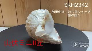 法螺貝（ほら貝）販売のお店