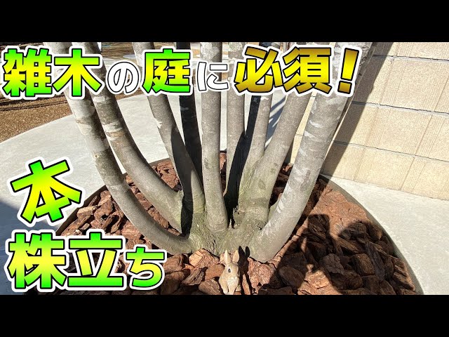 芝生と雑木の庭】「雑木の庭」に必須の「株立ち」のシンボルツリーの