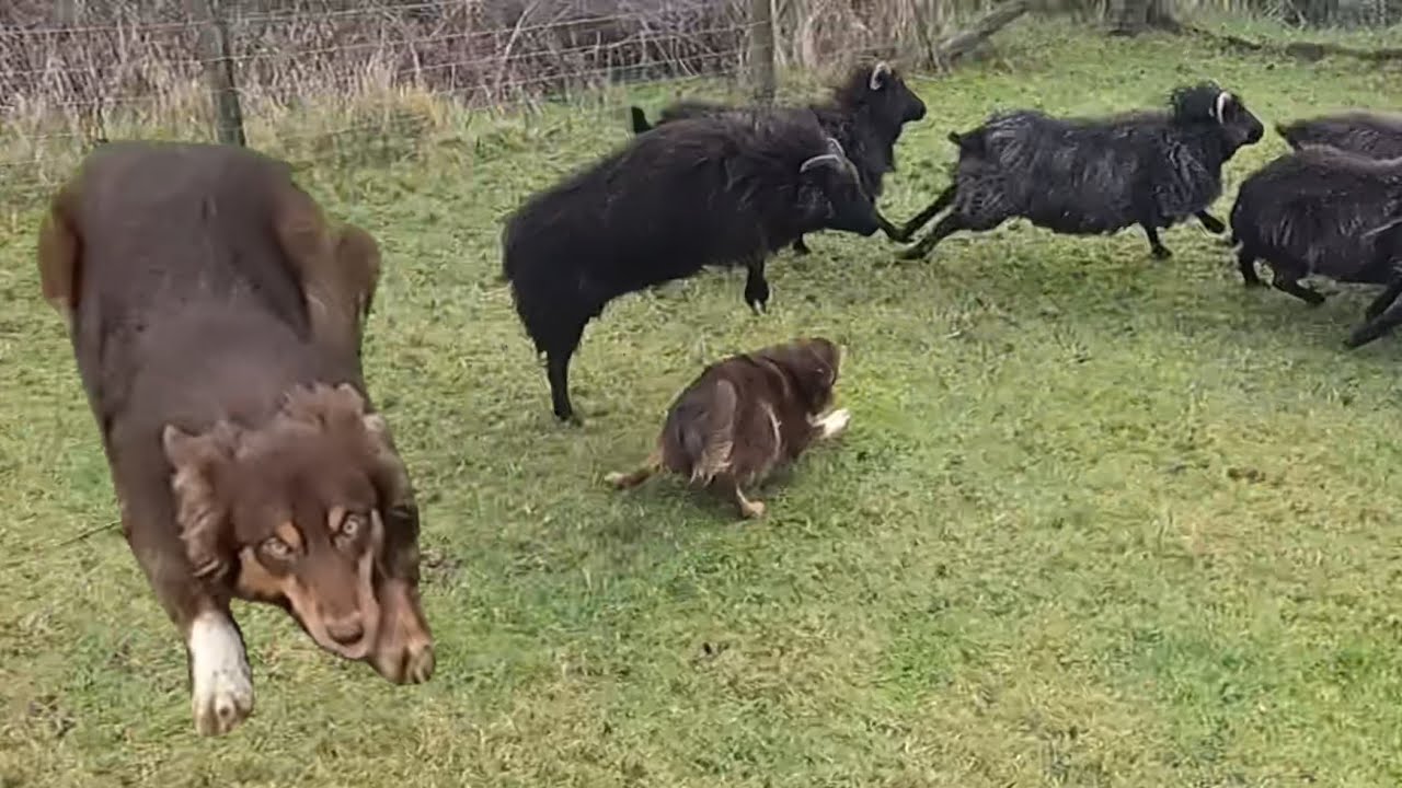 🥇🥈🥉 Award-winning edition❗️❗️【153rd Oni Review/Unofficial