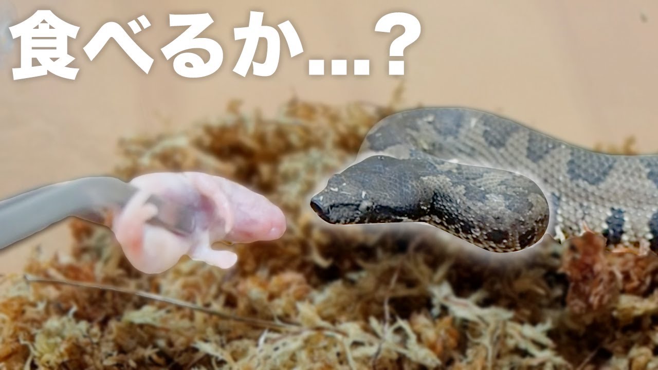 The results of feeding the baby snakes for the first time - YouTube