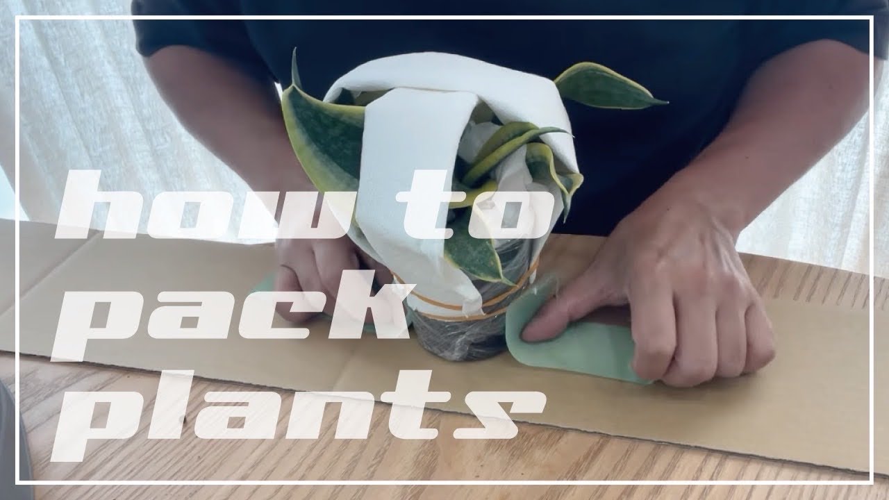 植物の梱包方法について解説 - YouTube