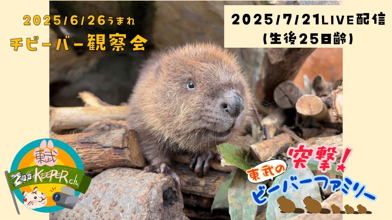 チビーバー観察会【突撃！東武のビーバーファミリー🦫～生後25日齢