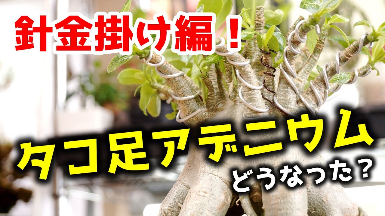 200円から高級観葉植物を目指す…！タコ足アデニウムの枝を針金で整える
