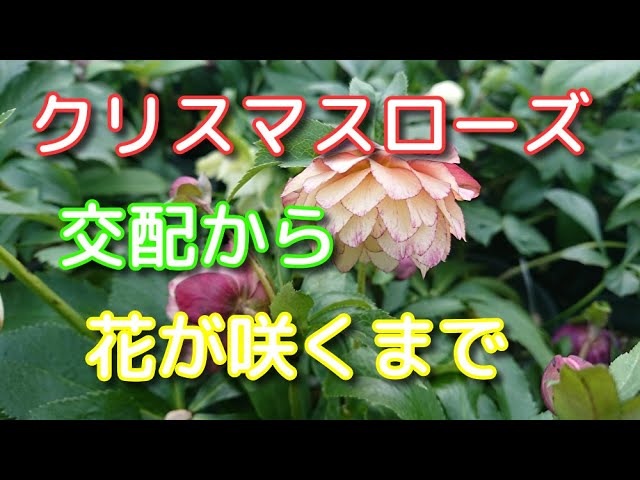 Hellebores] Introducing the process of growing them from seeds