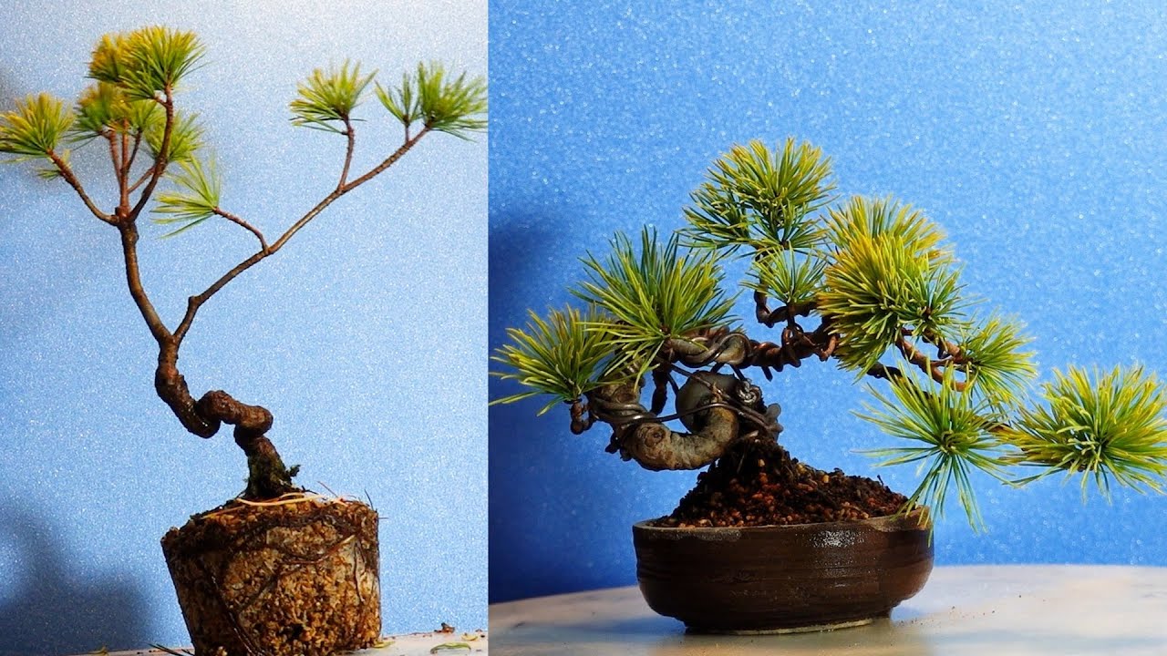 The Japanese white pine can be folded up into a mini bonsai - YouTube