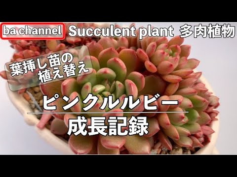 194{多肉植物} ピンクルルビー💖成長記録❖葉挿し苗の植え替え