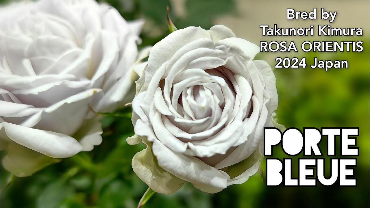 PORTE BLEUE ROSE plant by Takunori Kimura ROSA ORIENTIS 2024 Japan