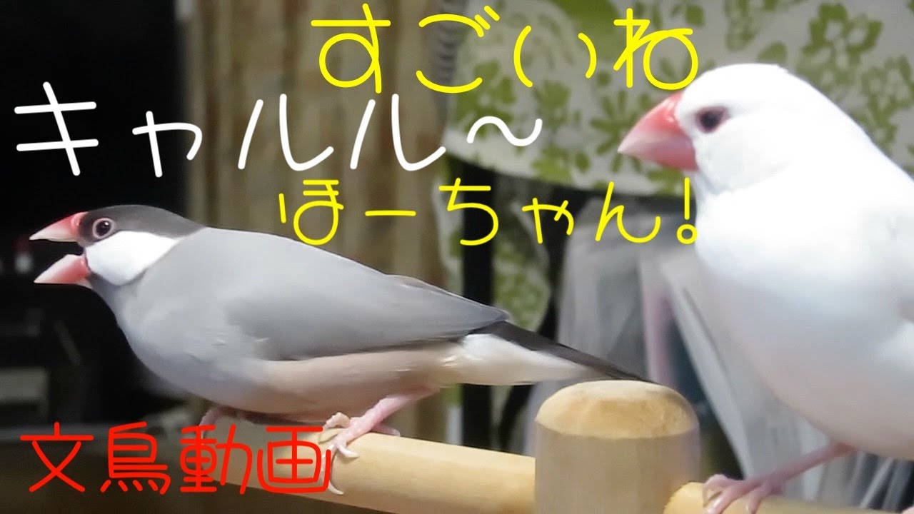 キャルル すごいね！桜文鳥ほーちゃん 戸惑う 白文鳥ふーちゃん 文鳥