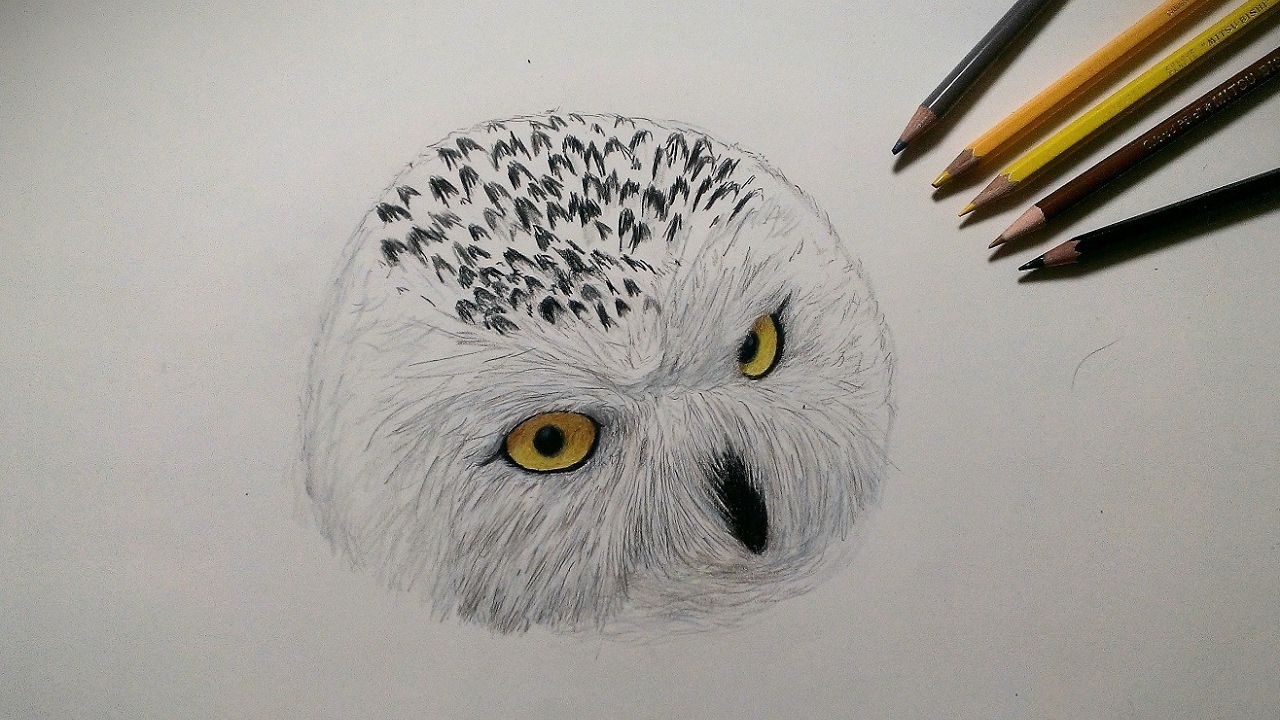 色鉛筆でシロフクロウを描いてみた Realistic colored pencil drawing
