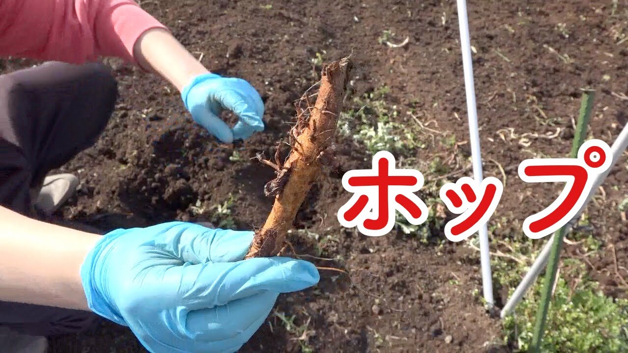 初めてのホップ苗植え【マニュアル通りに植えてみよう】 - YouTube