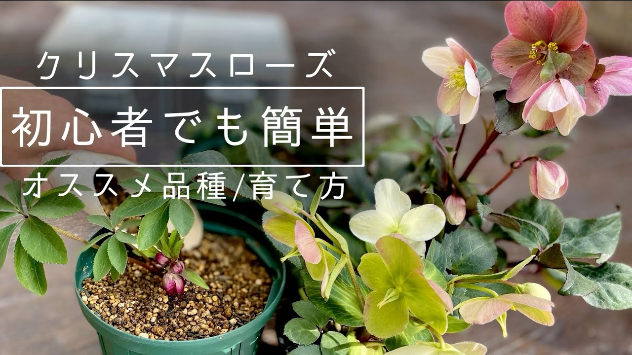 Recommended varieties] How to grow Christmas roses easily even for