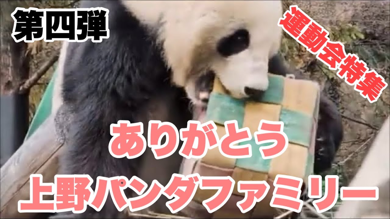 シャオくん、カラフルおやつボックスとプロレス 2025.11.24&19後編