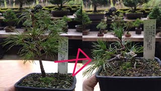 kouichi ページ 五葉松3点 mqdefault.jpg