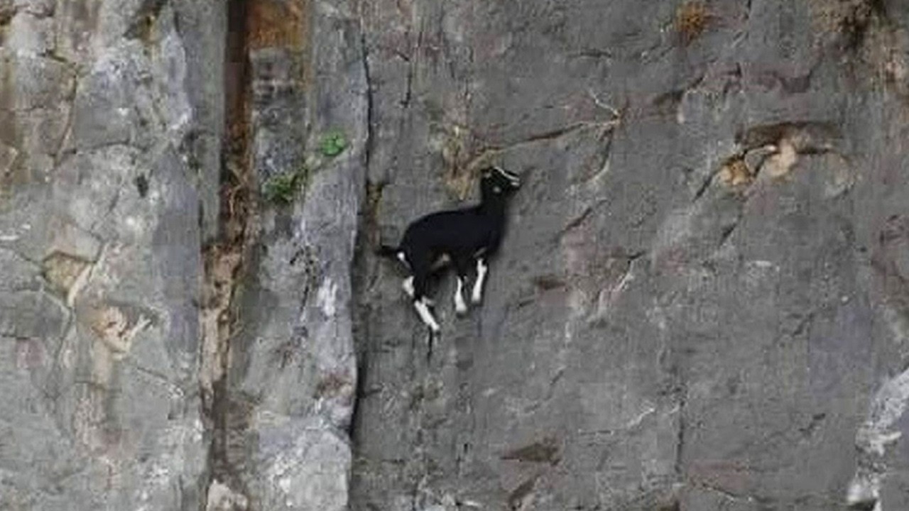 胎児を守るために10日10晩崖に閉じ込められた母ヤギ。水だけを頼りに