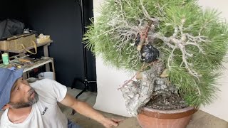 佳 山 | 盆栽、盆栽書籍、盆栽鉢の通販│近代出版