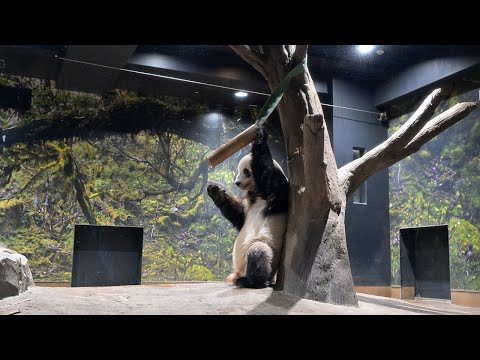 2026.01.10 今日のパンダ（4050日目）[8K] - YouTube