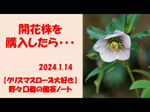 2024.1.14 開花株を購入したら・・・ - YouTube