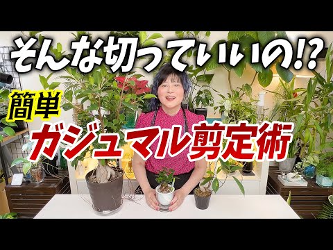 ガジュマル - YouTube