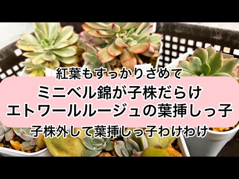 多肉植物]子株だらけのミニベル錦とエトワールルージュの葉挿し^_^今日