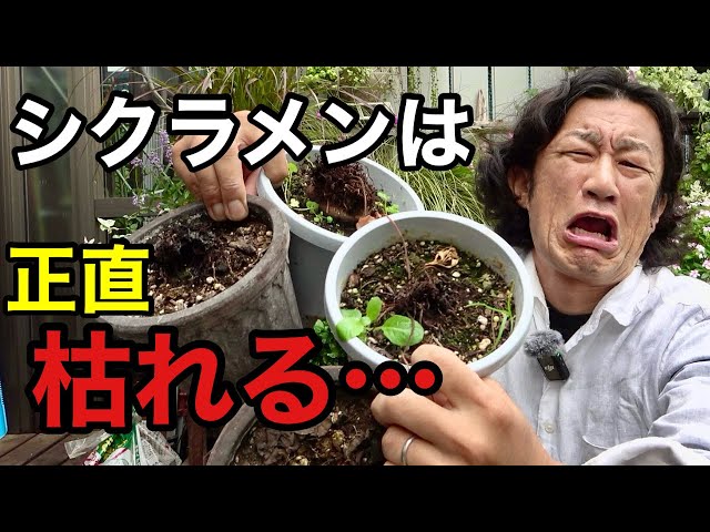 To be honest, cyclamen is ____. [Gardening Superman Carmen-kun