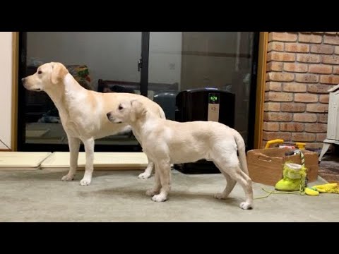 帰宅前の動きが劇団出身かと思った ラブラドールレトリバー - YouTube