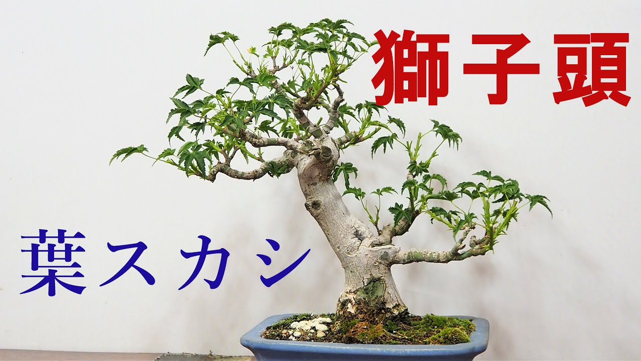 盆栽初心者向け 八ツ房モミジ（ 獅子頭 ）の葉透かし - YouTube