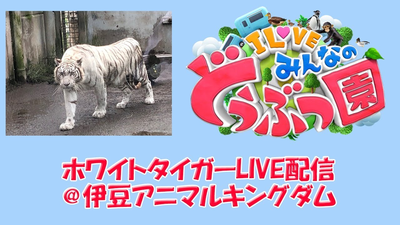 LIVE]【I LOVE みんなのどうぶつ園】出産間近のホワイトタイガーの