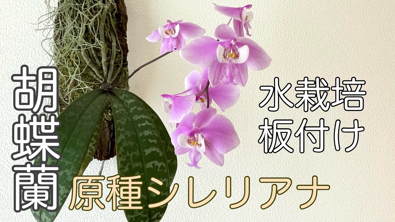▷024 [Phalaenopsis Sileriana] If you are growing it for the first