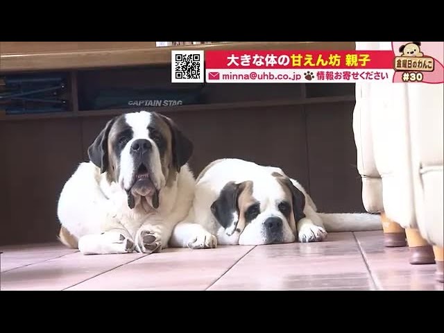 Despite his size, the dog park's mascot, a St. Bernard, is very