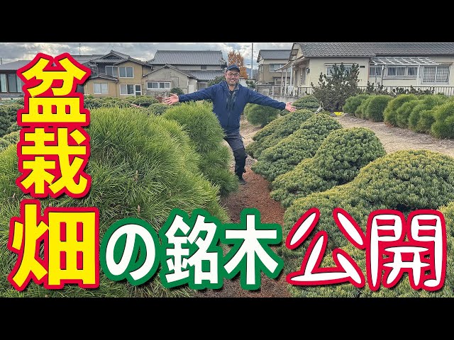 Explore the Treasures of the Bonsai Field: 100-Year-Old Black and