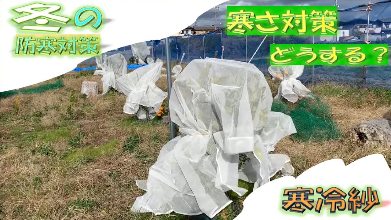 みかん栽培 20221202 防寒対策 寒冷紗 - YouTube