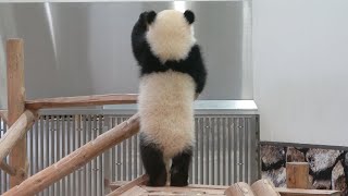 立った！！ 人間みたいに立ち上がっている！！ 二本足で立ち上がる