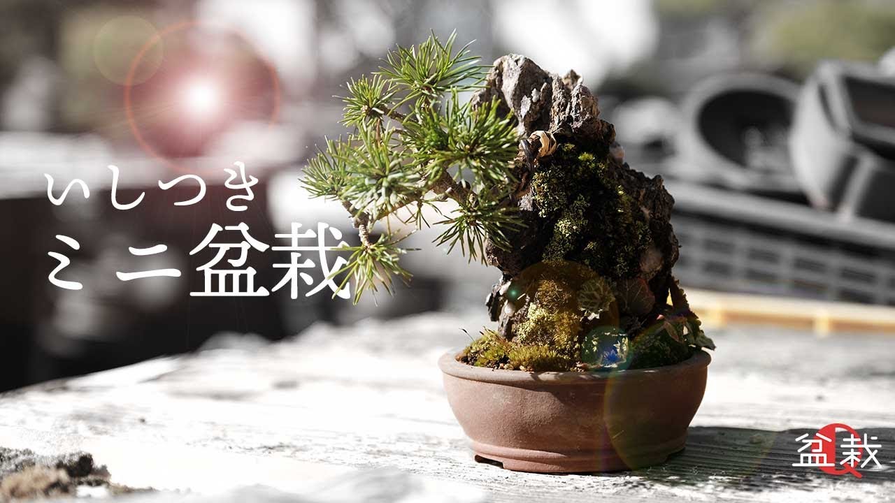 Pinus parviflora] Cute! How to make a mini bonsai with stones