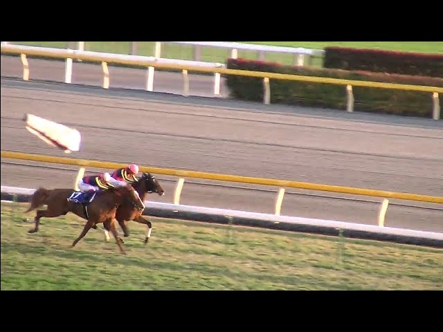 ジャパンカップ 1着ジェンティルドンナ号（岩田康誠騎手）（個人撮影