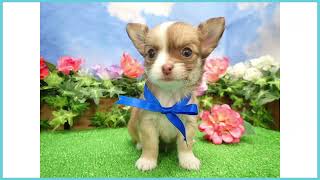 Coo&RIKU No.00747177 チワワ（ロングコート） - YouTube