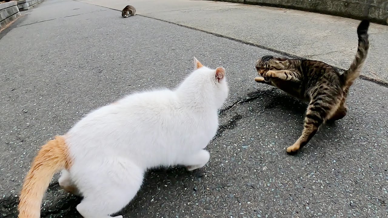 Tabby cat fights boss cat to protect calico cat - YouTube