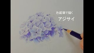 色鉛筆画】アジサイを8色の色鉛筆で描いてみました How to draw