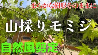 山採りモミジ自然風剪定】切り過ぎNG！ナチュラルな樹形を作るコツは