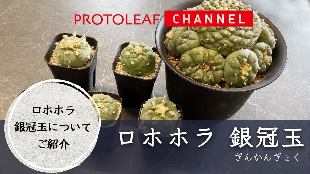 ロホホラ銀冠玉について【Lophophora decipiens】 - YouTube