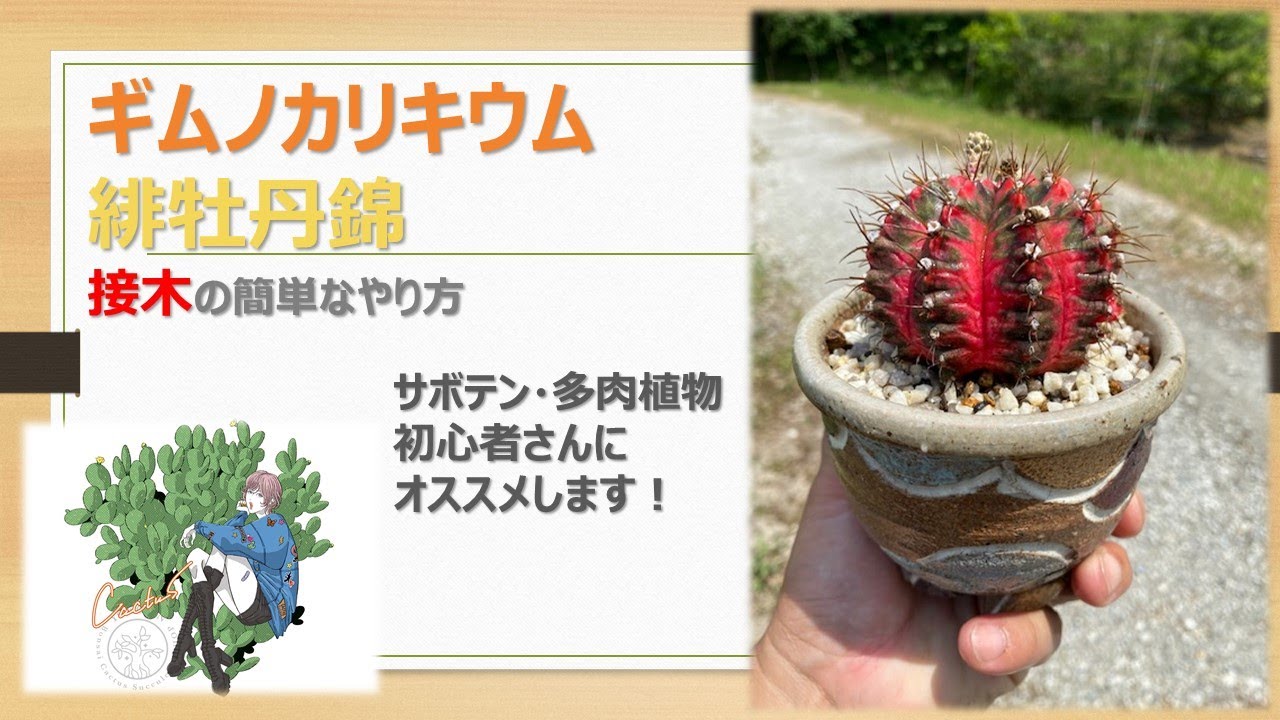 How to graft a cactus: Gymnocalycium hibotannishiki - YouTube