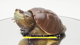 動物の惑星】チュウベイカミツキガメ フィギュア : インセクテック動物