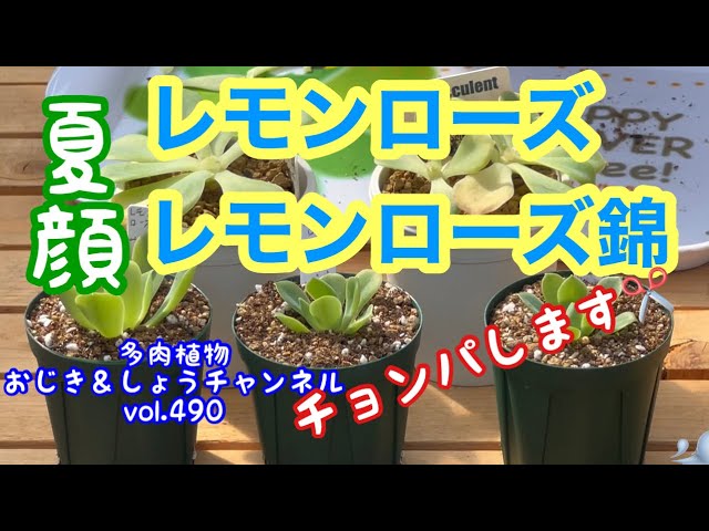 多肉植物】vol.490 レモンローズ＆レモンローズ錦をチョンパします