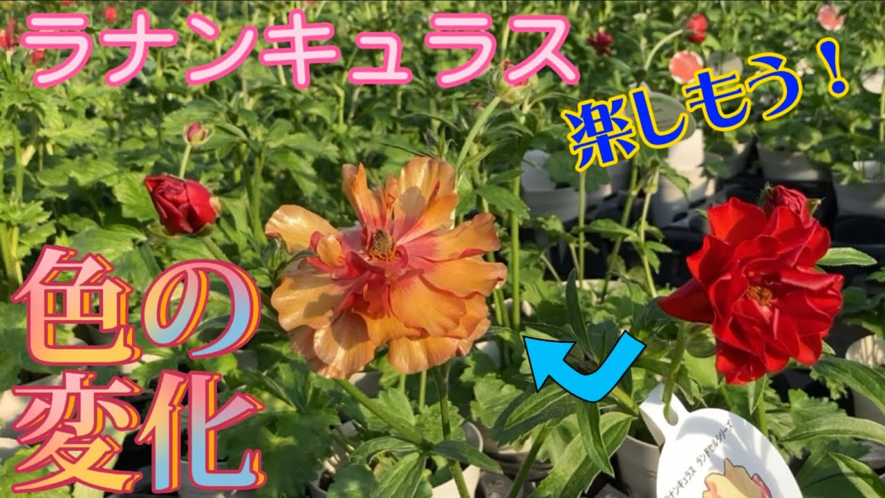 色の変化で2度楽しい【ラナンキュラス】【園芸のぶチャンネル