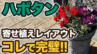 Planting with snapdragon and garden cyclamen | Introducing