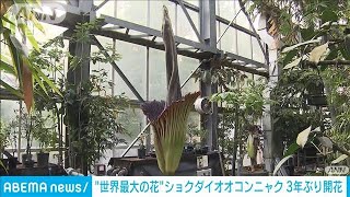 世界最大の花”ショクダイオオコンニャクが3年ぶり開花 高さは約2．5