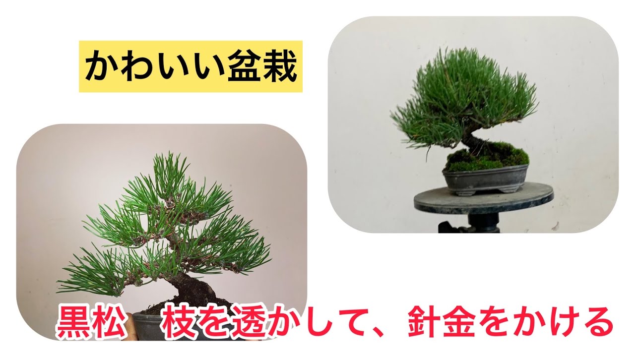 盆栽 黒松 枝透かし 針金掛け - YouTube