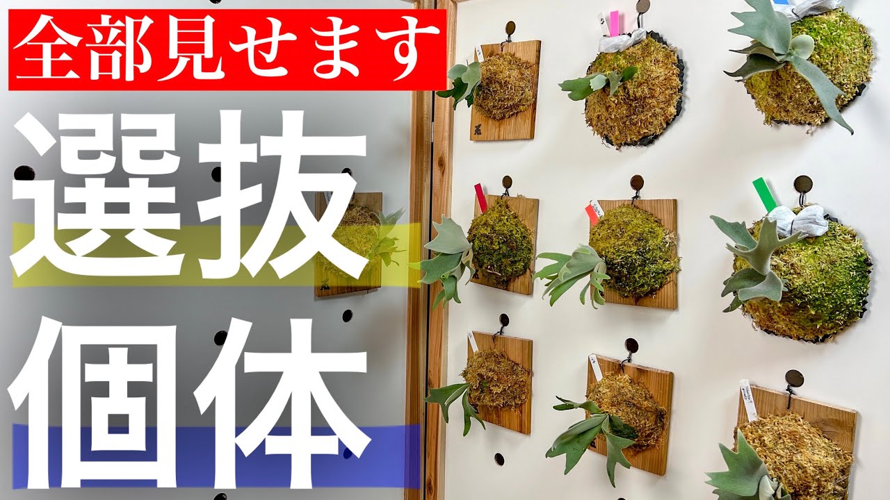 ビカクシダ胞子培養から「凄い株」が！【やろうぜ胞子培養】 - YouTube