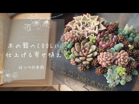 本の器へcoolに仕上げる】寄せ植え 多肉植物 多肉寄せ植え