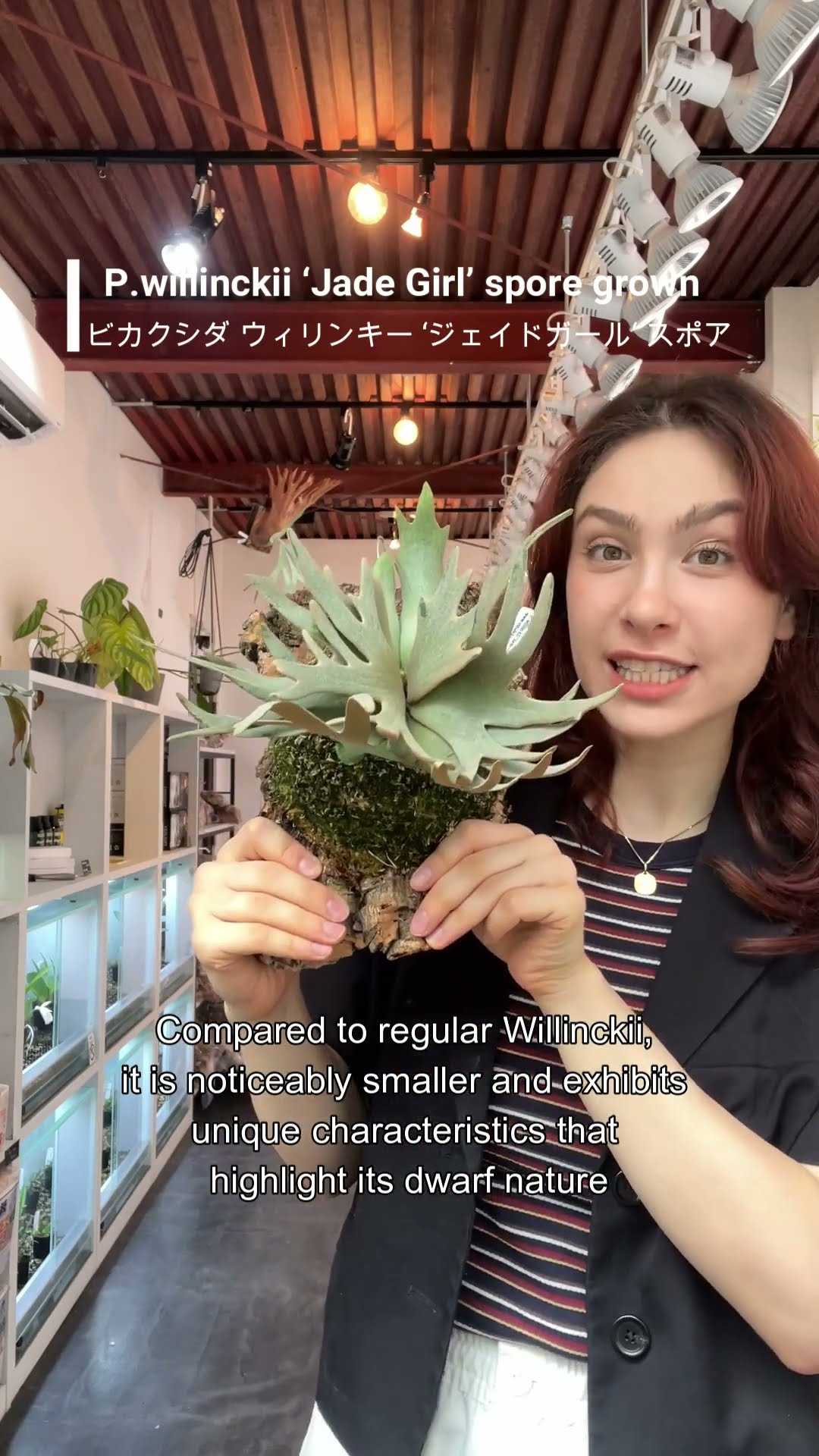 Willinckii #JadeGirl spore #platycerium #willinckii 'Jade Girl